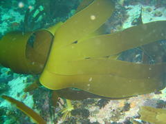 Laminaria pallida