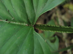 Philodendron ernestii