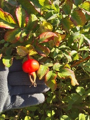 Rosa rugosa