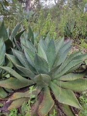 Agave cupreata