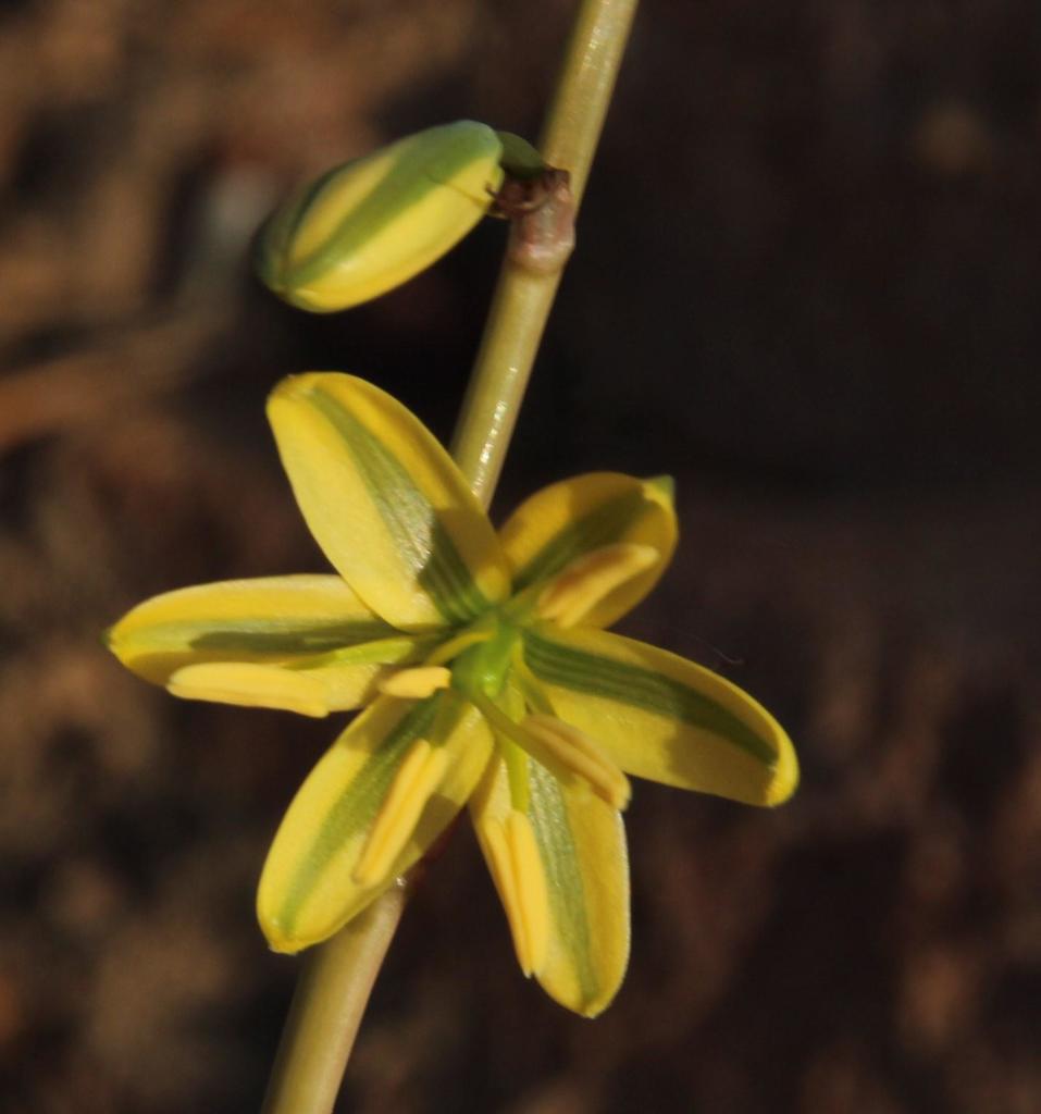 Albuca sabulosa, Mertenhof 4X4 Trail - s of western Biedouw Valley
