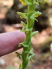 Platanthera limosa