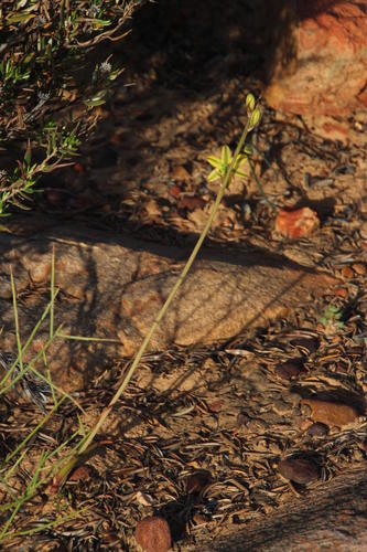 Albuca sabulosa