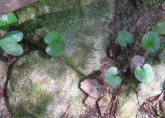 Hexastylis contracta