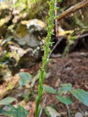 Platanthera limosa