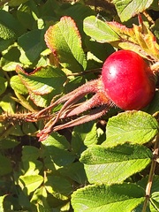 Rosa rugosa