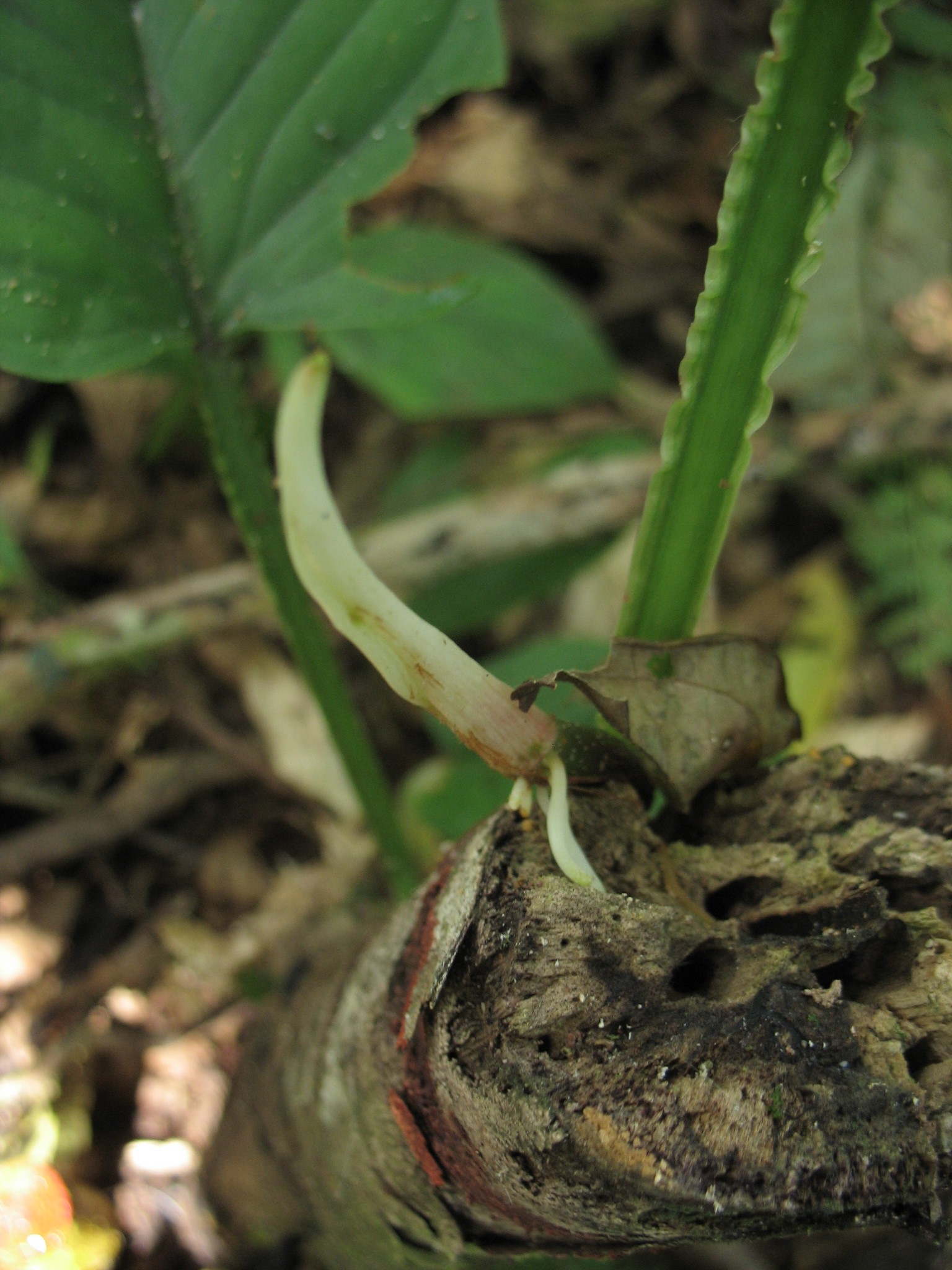 Philodendron ernestii  iNaturalist