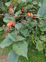 Erythrina breviflora