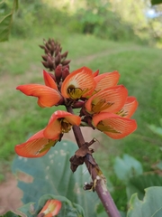 Erythrina breviflora