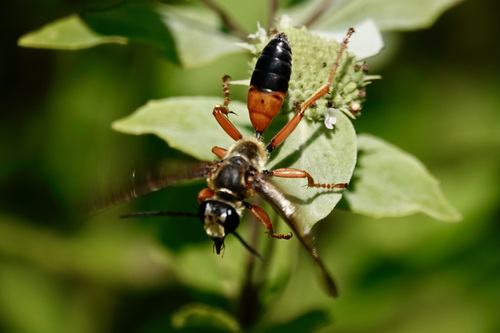 Great Golden Digger Wasp
