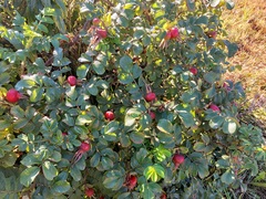 Rosa rugosa
