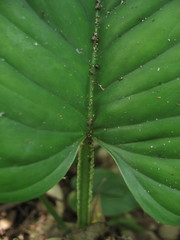 Philodendron ernestii