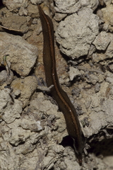 Australopacifica jacksoniana