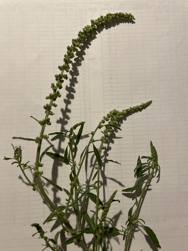Amaranthus arenicola iNat (1)