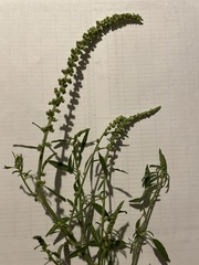 Amaranthus arenicola