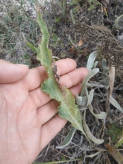 Takhtajaniantha crispa