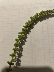 Amaranthus arenicola