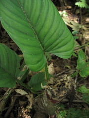 Philodendron ernestii