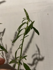 Amaranthus arenicola