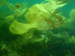 Laminaria pallida