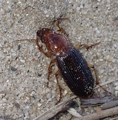 Trichotichnus vulpeculus
