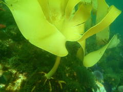Laminaria pallida