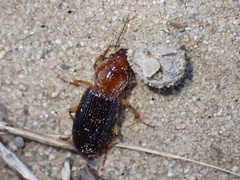 Trichotichnus vulpeculus
