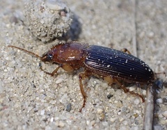 Trichotichnus vulpeculus
