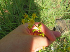 Solidago arenicola