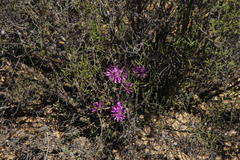 Drosanthemum glabrescens