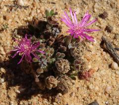 Drosanthemum glabrescens