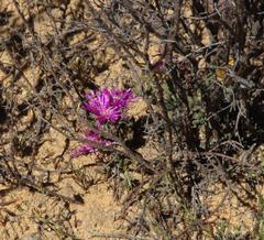 Drosanthemum glabrescens