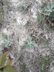 Euphorbia glareosa