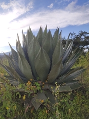 Agave cupreata