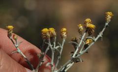 Helichrysum cylindriflorum