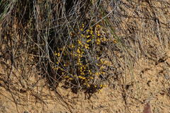 Helichrysum cylindriflorum