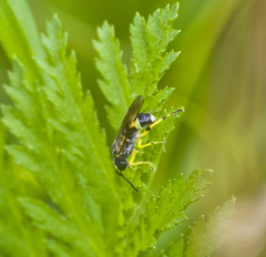Tenthredo zonula