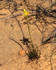 Bulbine abyssinica