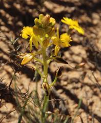 Bulbine abyssinica