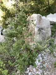 Salvia pinguifolia
