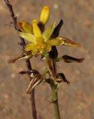 Bulbine abyssinica