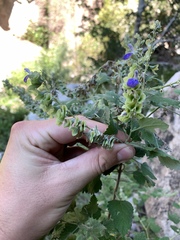Salvia pinguifolia