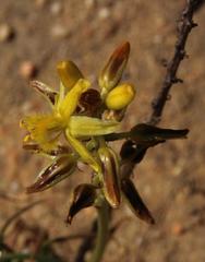 Bulbine abyssinica