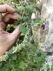 Salvia pinguifolia