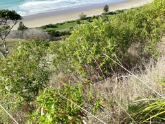 Veronica stricta stricta