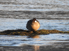 Speculanas specularis