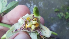 Passiflora adenopoda