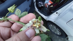 Passiflora adenopoda