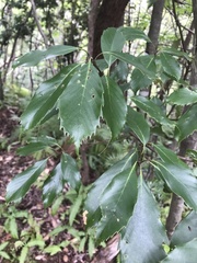 Quercus glauca