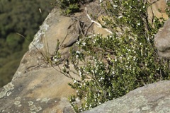 Epacris coriacea